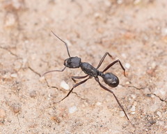 Rhytidoponera punctiventris