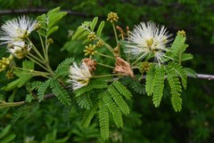 Albizia forbesii
