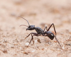 Rhytidoponera punctiventris