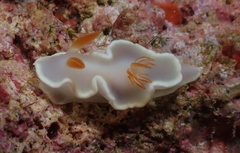 Ardeadoris angustolutea