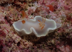 Ardeadoris angustolutea