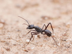 Rhytidoponera punctiventris