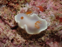 Ardeadoris angustolutea