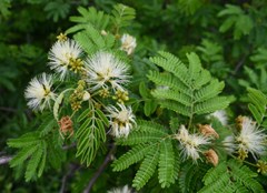 Albizia forbesii