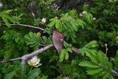 Albizia forbesii