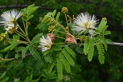 Albizia forbesii