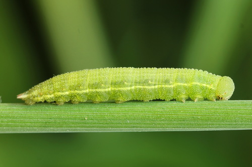 Tamsusis Satyriukas nuotrauka