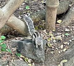 Funambulus pennantii