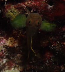 Priolepis aureoviridis