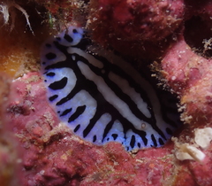 Phyllidiopsis sphingis