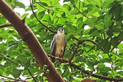 Nycticorax nycticorax