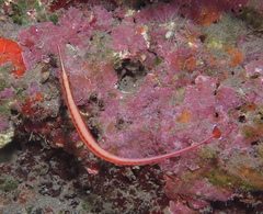 Dunckerocampus baldwini