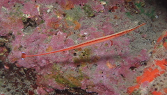 Dunckerocampus baldwini