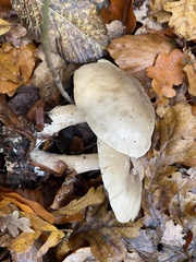 Fungi