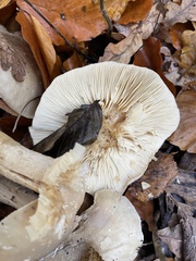 Fungi