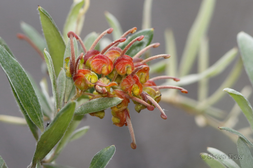 Grevillea floribunda R.Br.