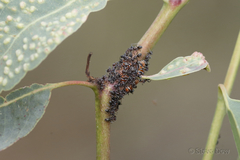 Eurymeloides punctata