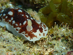 Aphelodoris brunnea