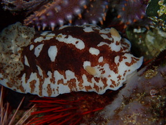 Aphelodoris brunnea