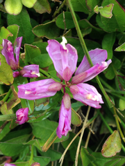 Rhinotropis californica