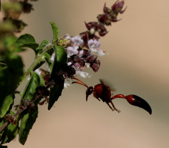 Delta dimidiatipenne