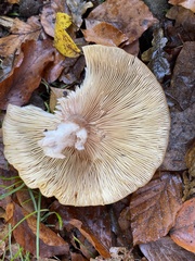 Armillaria