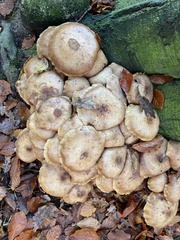 Armillaria