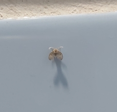 Clogmia albipunctata