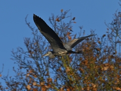 Ardea cinerea