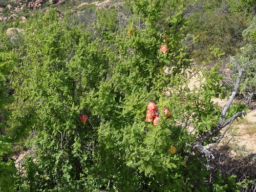 Image of Erythrophysa alata by no rights reserved