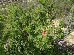 Erythrophysa alata