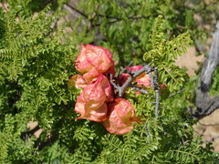 Erythrophysa alata