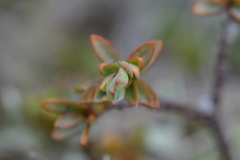 Pimelea notia