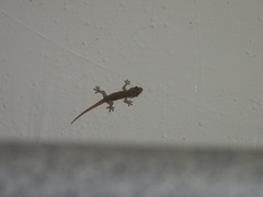 Hemidactylus bowringii