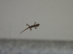 Hemidactylus bowringii