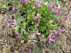 Rhinotropis californica