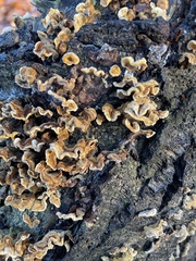 Stereum hirsutum