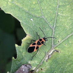 Tropidothorax sinensis