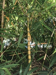 Bambusa tuldoides