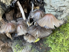 Coprinellus