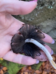 Coprinellus