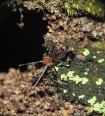 Leptomyrmex rothneyi