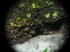 Leptomyrmex rothneyi
