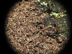 Leptomyrmex rothneyi