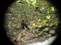 Leptomyrmex rothneyi