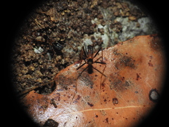 Leptomyrmex rothneyi