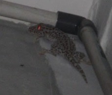 Gekko gecko