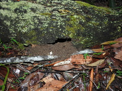 Leptomyrmex rothneyi