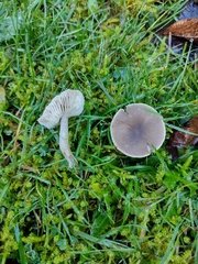 Dermoloma cuneifolium