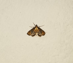 Nymphicula